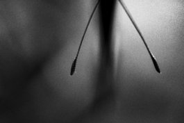 Manuela Braunmüller