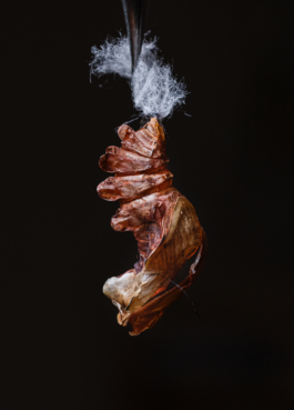 Manuela Braunmüller