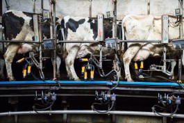 Cowsmilk