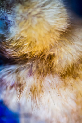 Manuela Braunmüller