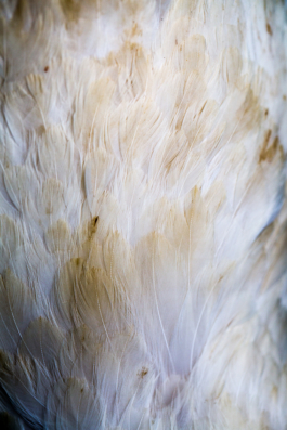 Manuela Braunmüller