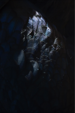 Manuela Braunmüller