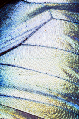 Manuela Braunmüller