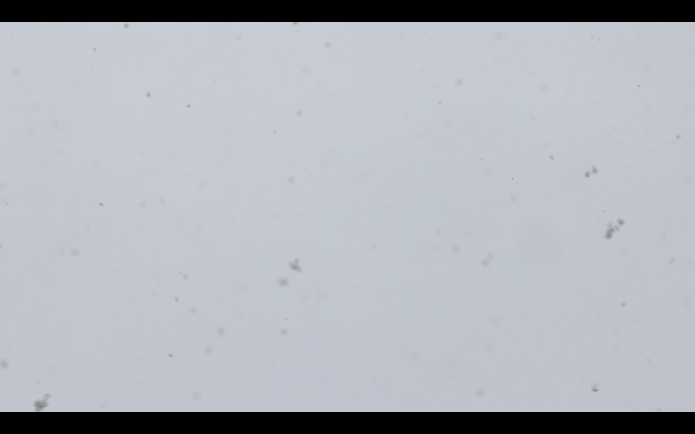 Manuela Braunmüller