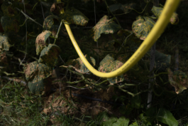 Manuela Braunmüller