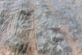 Manuela Braunmüller