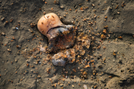 Manuela Braunmüller