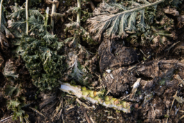 Manuela Braunmüller