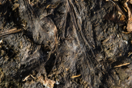 Manuela Braunmüller