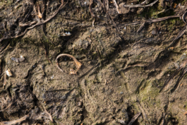 Manuela Braunmüller