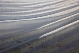 Manuela Braunmüller