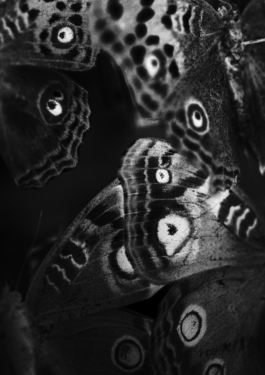 Manuela Braunmüller