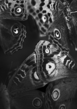 Manuela Braunmüller