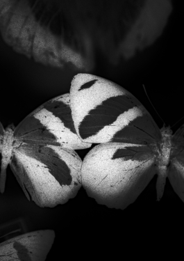 Manuela Braunmüller