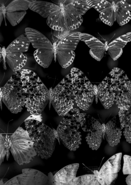 Manuela Braunmüller