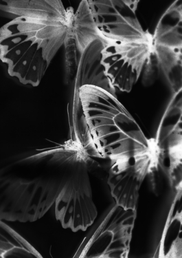 Manuela Braunmüller